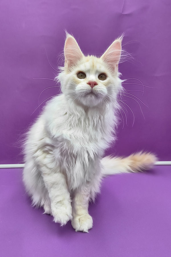 Joly | Maine Coon Kitten