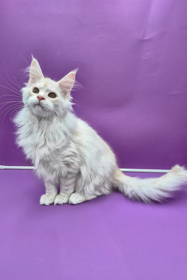 Joly | Maine Coon Kitten