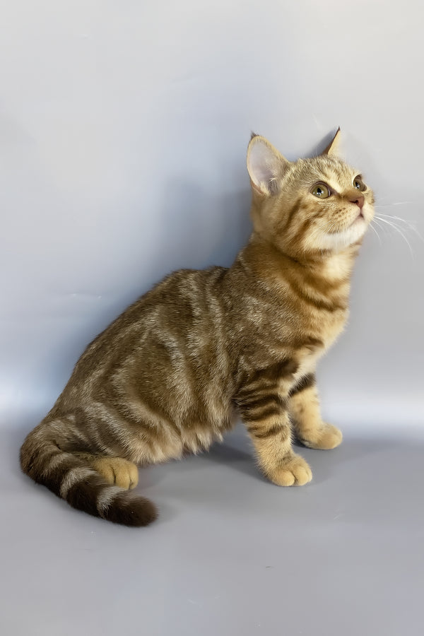 Neo | British Shorthair Kitten