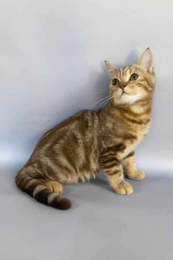 Neo | British Shorthair Kitten