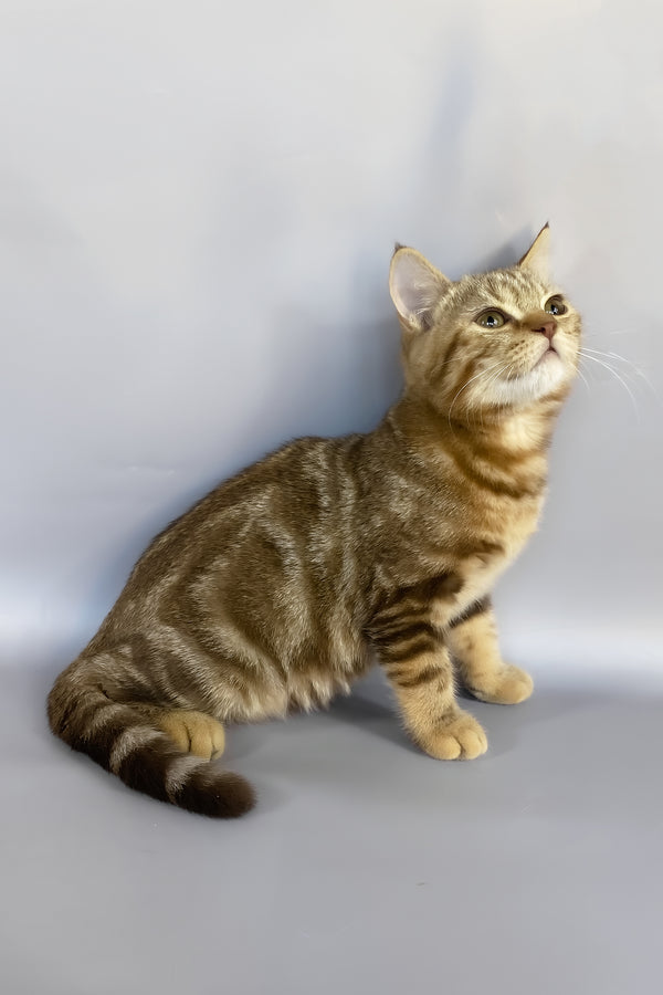 Neo | British Shorthair Kitten