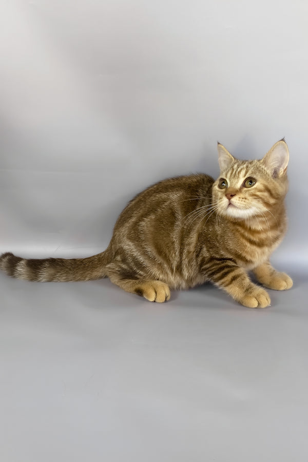 Neo | British Shorthair Kitten