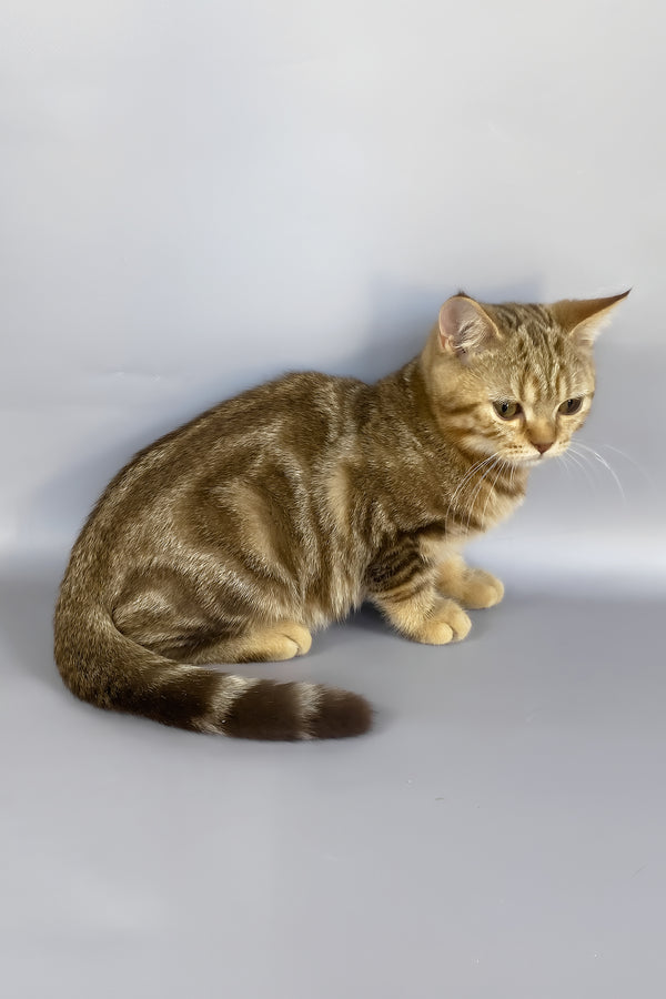 Neo | British Shorthair Kitten