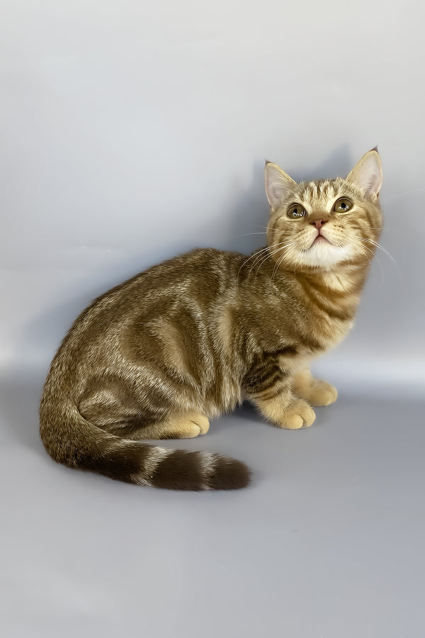 Neo | British Shorthair Kitten