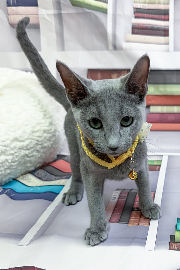 Nikita | Russian Blue Kitten
