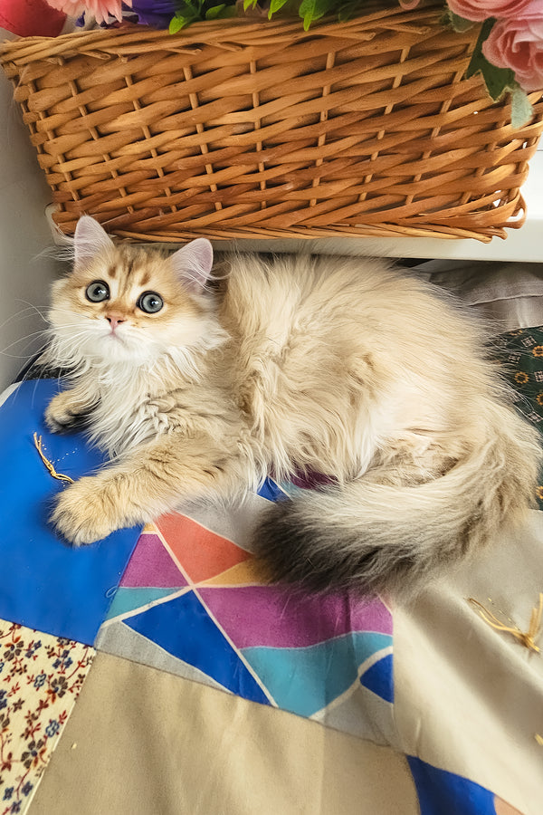 Orion | British Longhair Kitten