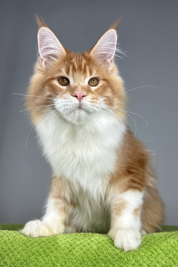 Otto | Maine Coon Kitten