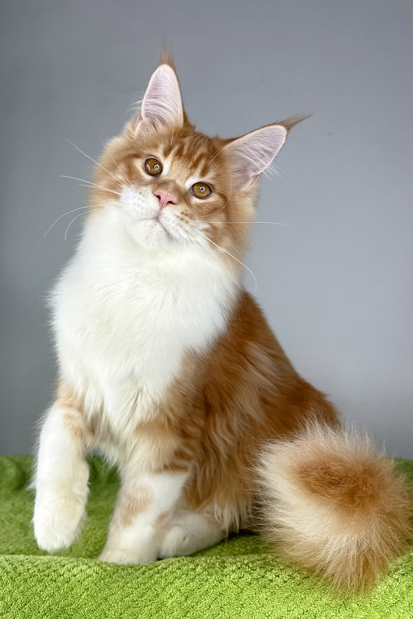 Otto | Maine Coon Kitten