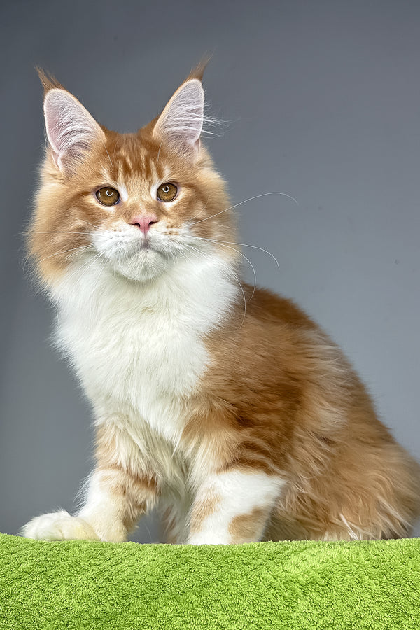 Otto | Maine Coon Kitten