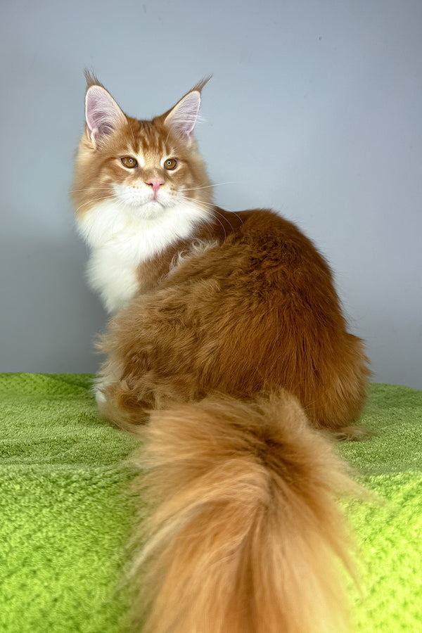 Otto | Maine Coon Kitten