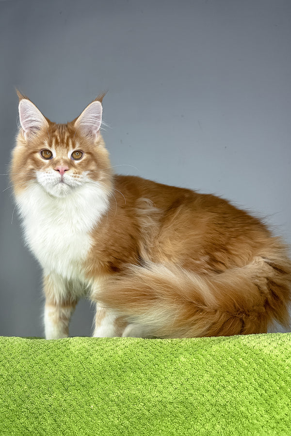 Otto | Maine Coon Kitten