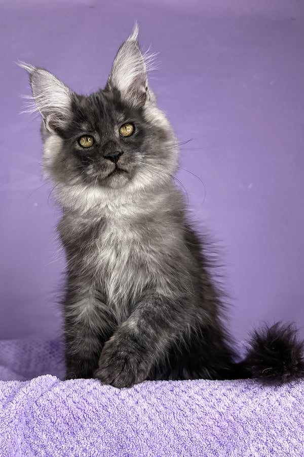 Prince | Maine Coon Kitten