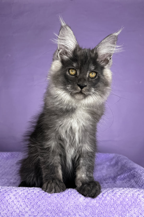 Prince | Maine Coon Kitten