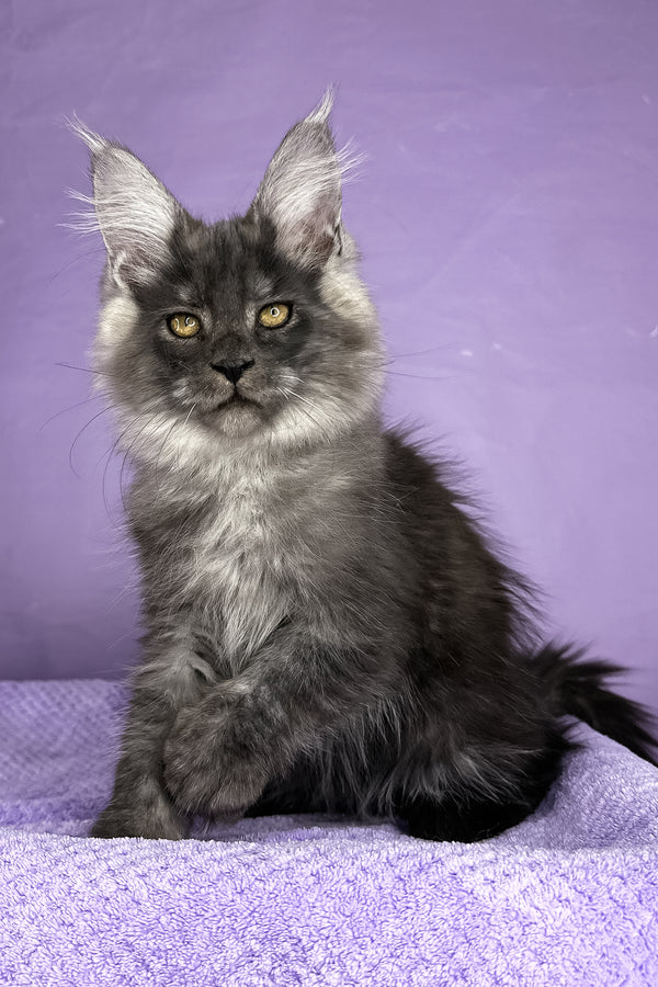 Prince | Maine Coon Kitten