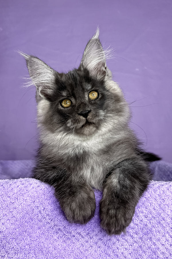 Prince | Maine Coon Kitten
