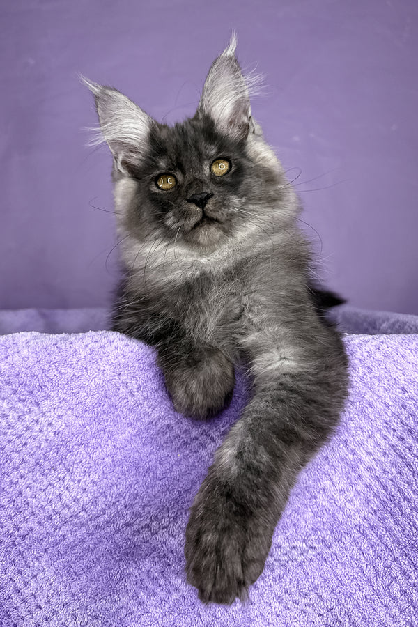 Prince | Maine Coon Kitten