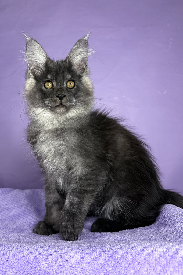 Prince | Maine Coon Kitten