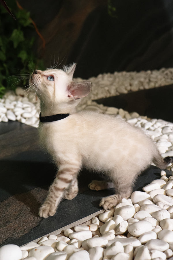 Silvia | Bengal Kitten