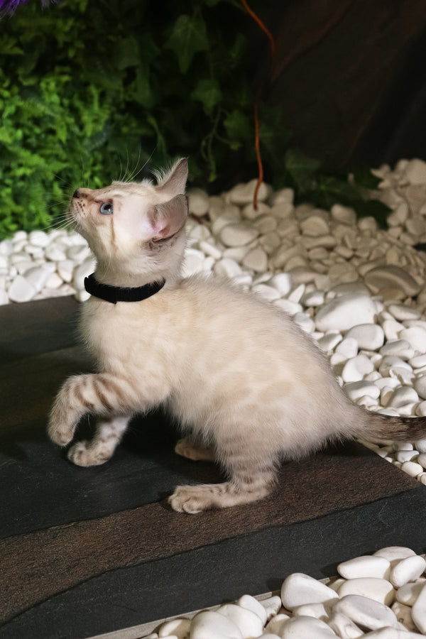 Silvia | Bengal Kitten