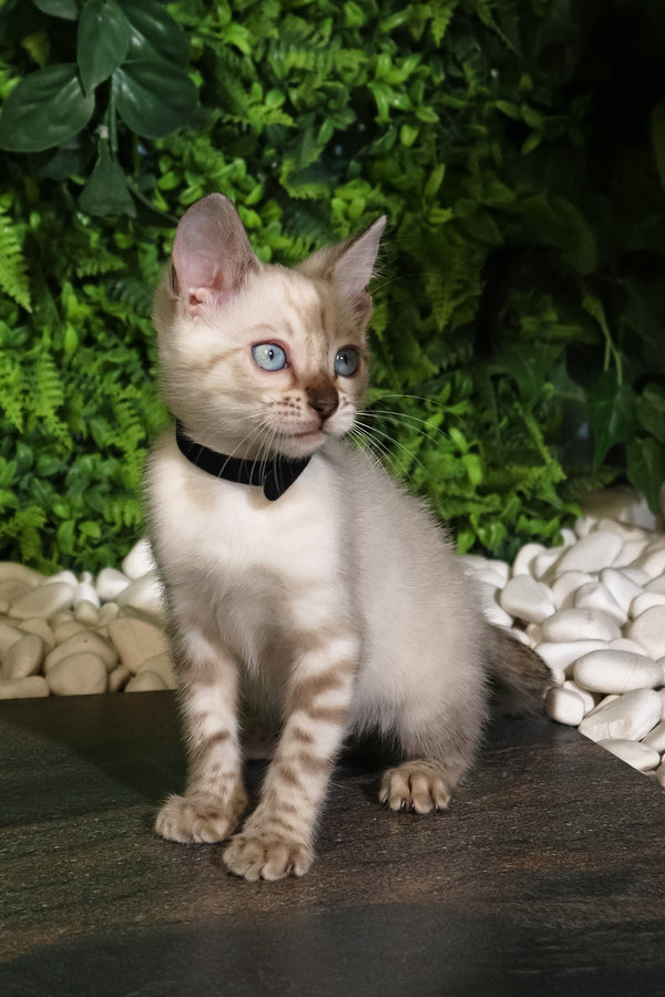 Silvia | Bengal Kitten