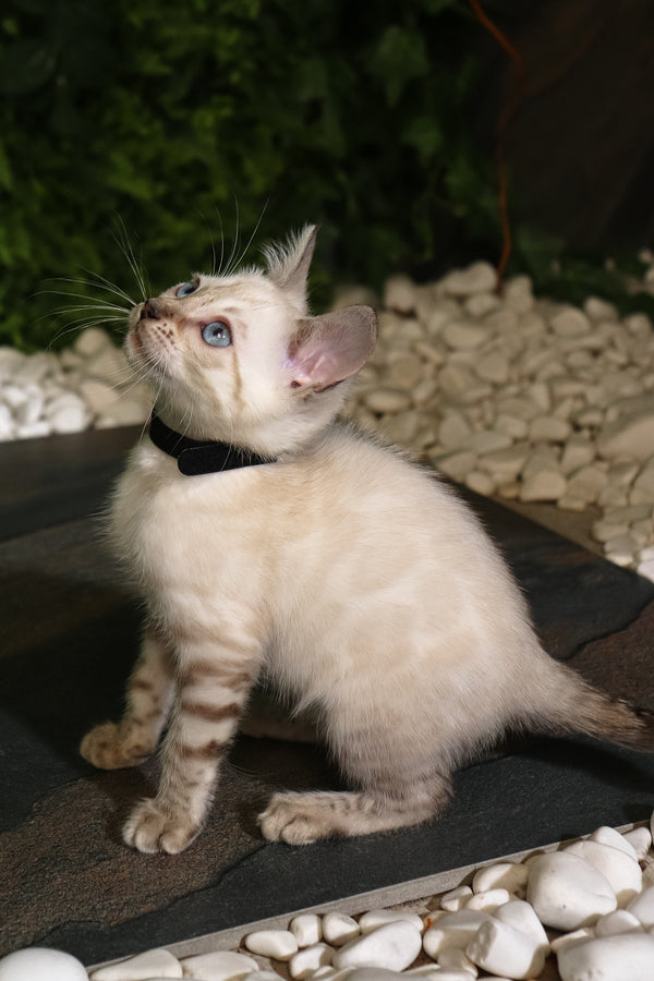 Silvia | Bengal Kitten