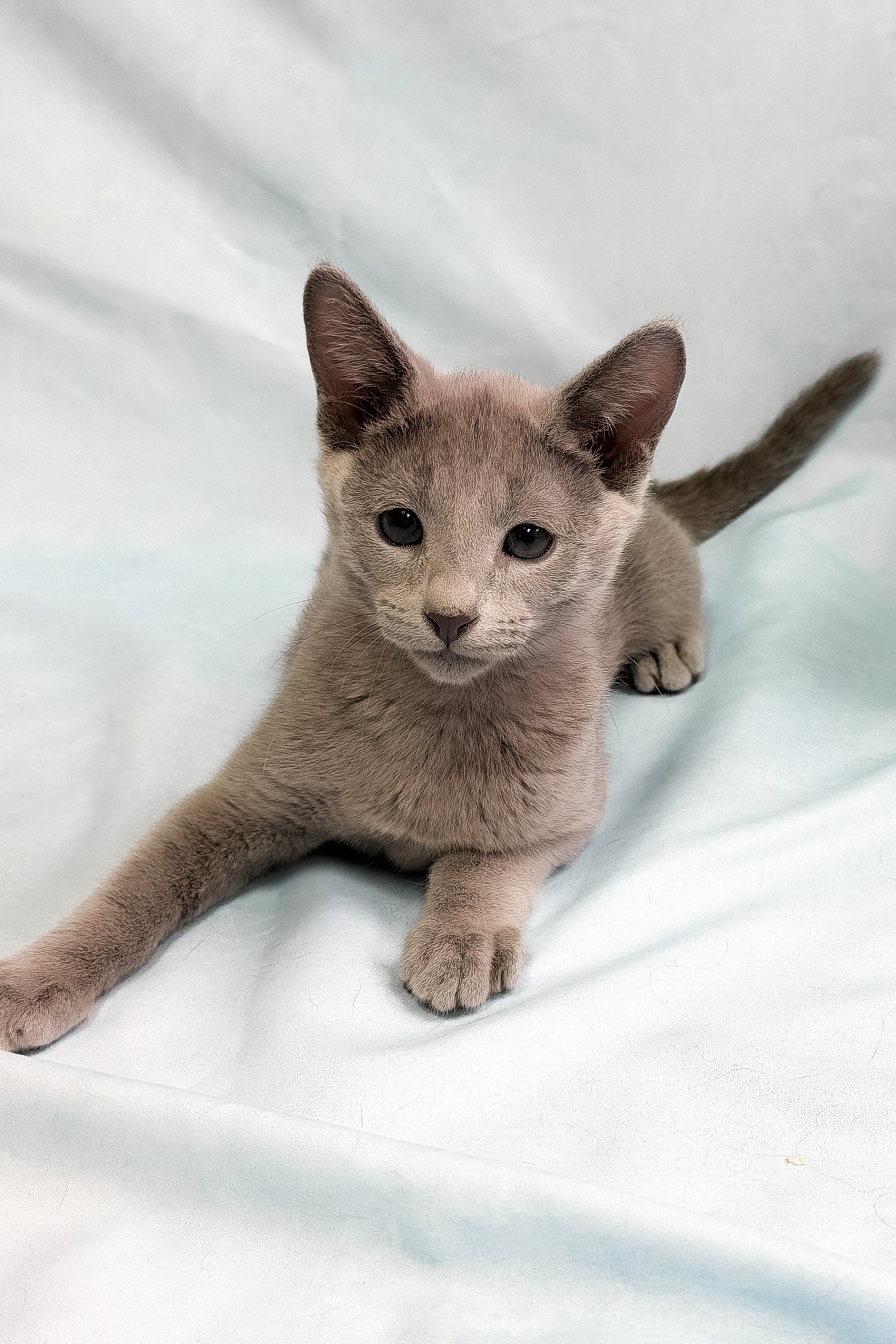 Meet Tarona: Your Adorable Russian Blue Kitten