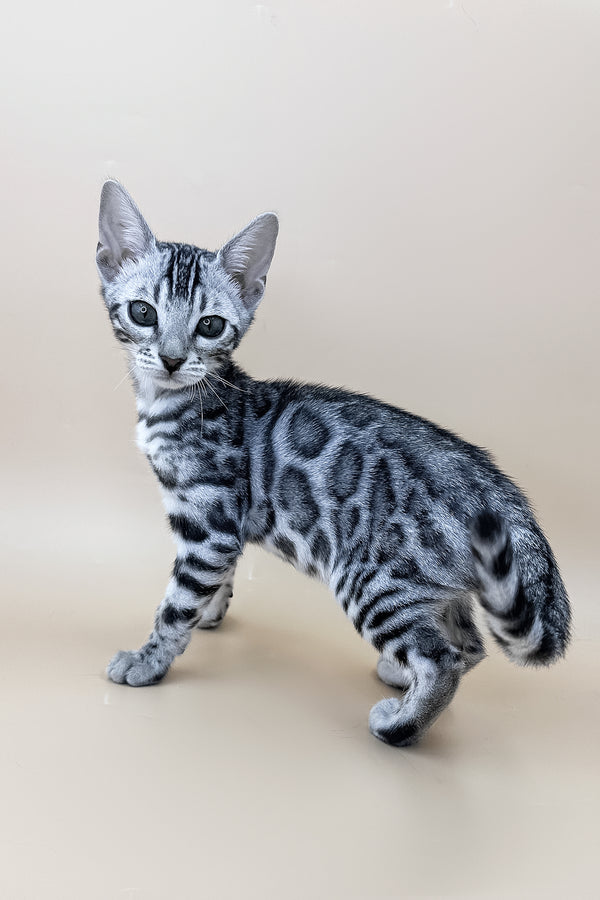 Xavier | Bengal Kitten