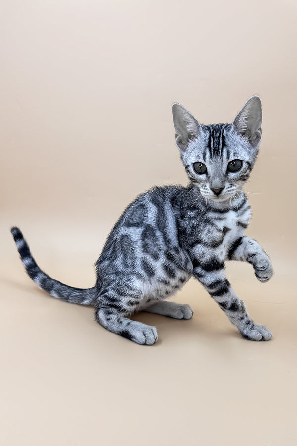 Xavier | Bengal Kitten