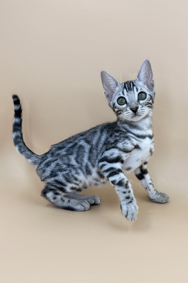 Xavier | Bengal Kitten