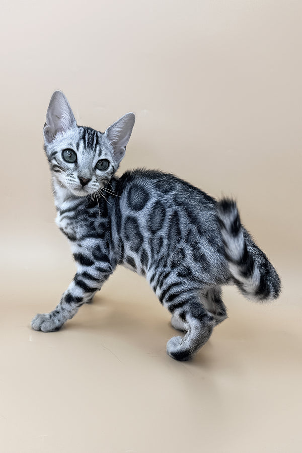 Xavier | Bengal Kitten