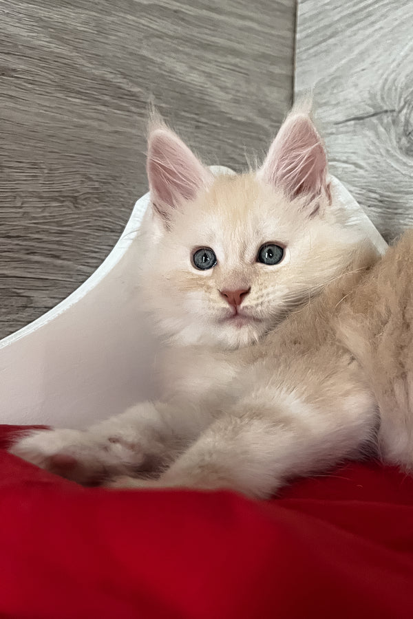 Pierre | Maine Coon Kitten