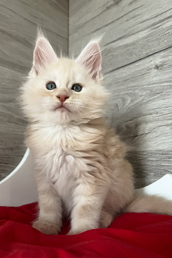 Pierre | Maine Coon Kitten