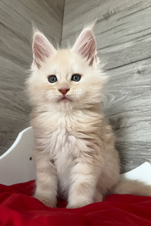 Pierre | Maine Coon Kitten