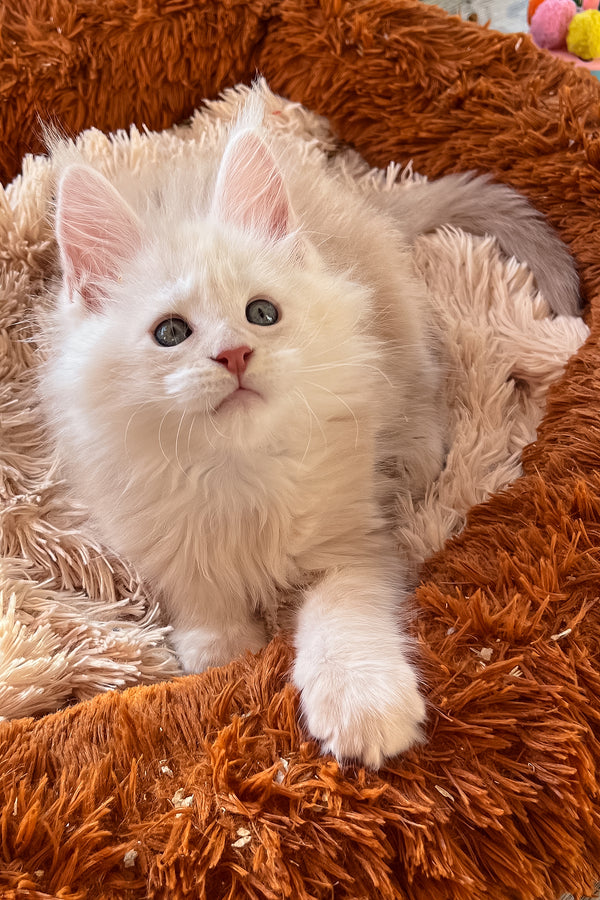 Pierre | Maine Coon Kitten