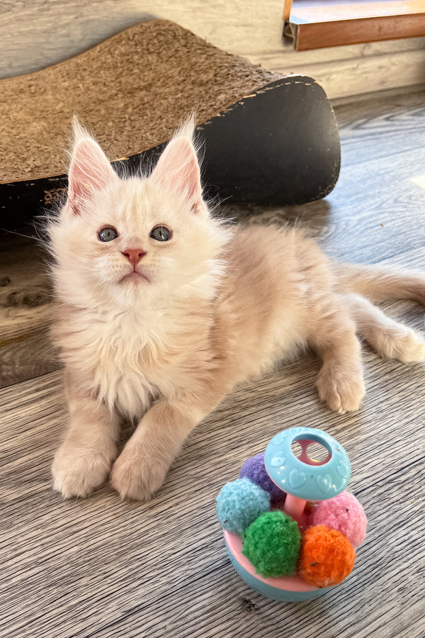 Pierre | Maine Coon Kitten