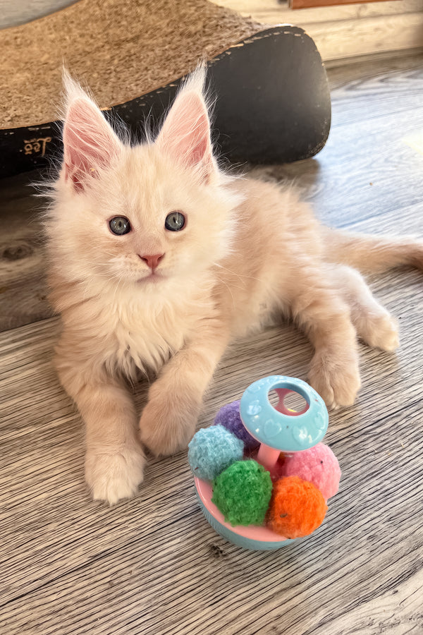 Pierre | Maine Coon Kitten