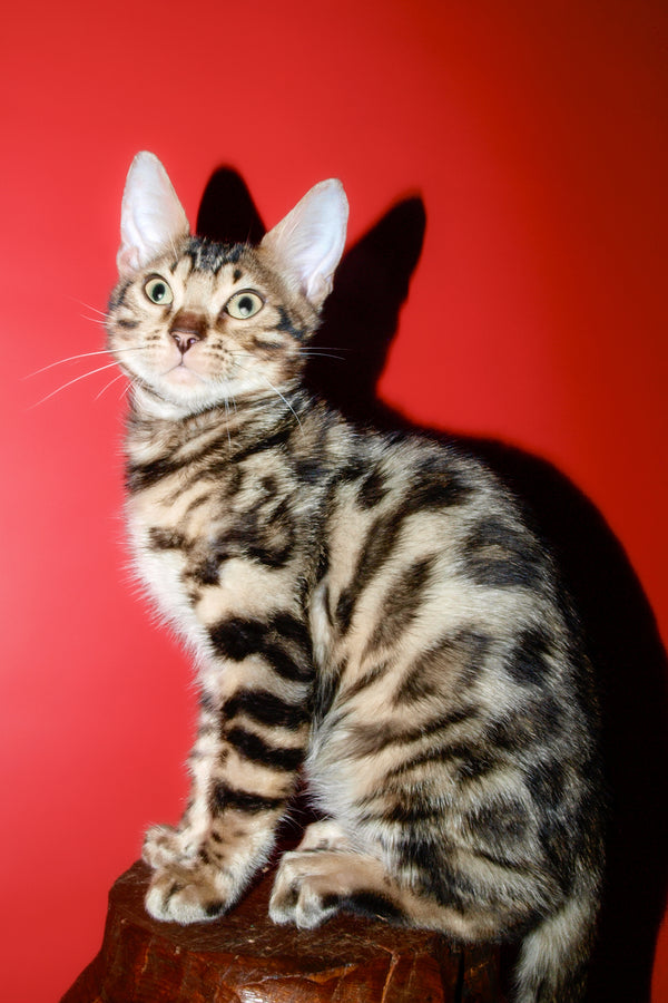 Tomas | Bengal Kitten
