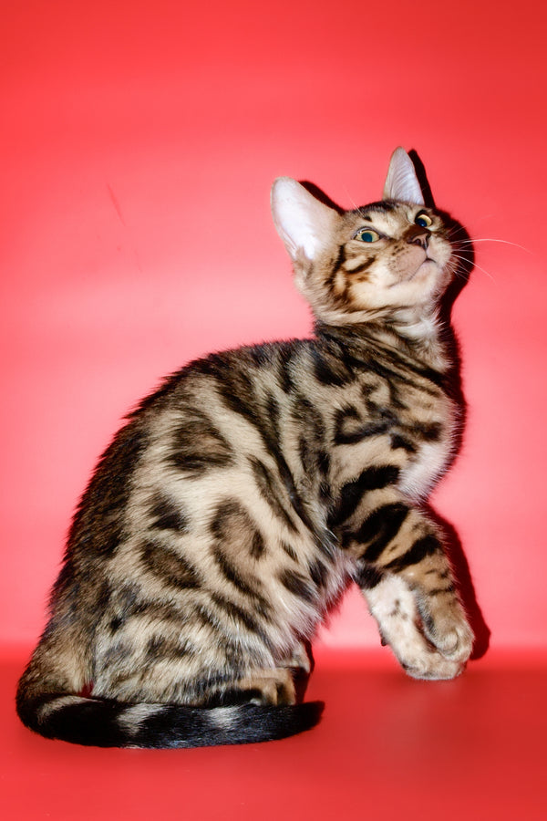 Tomas | Bengal Kitten