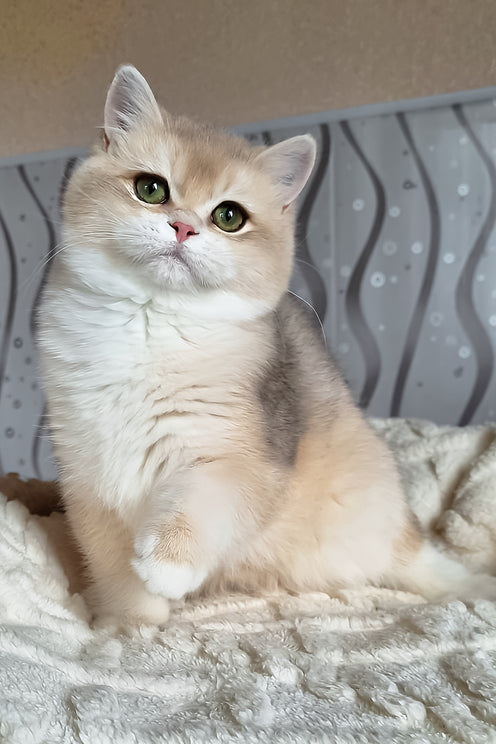 Mila | British Shorthair Kitten