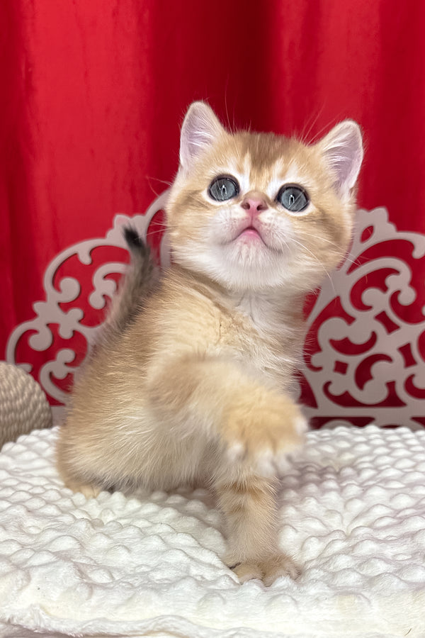 Cooper | Scottish Straight Kitten