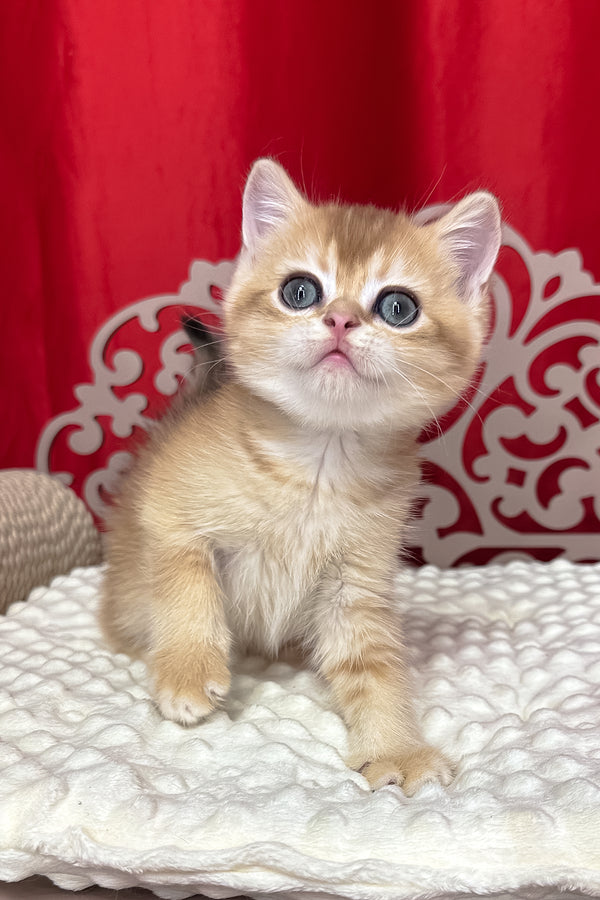 Cooper | Scottish Straight Kitten