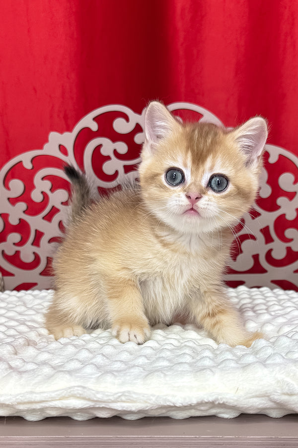 Cooper | Scottish Straight Kitten