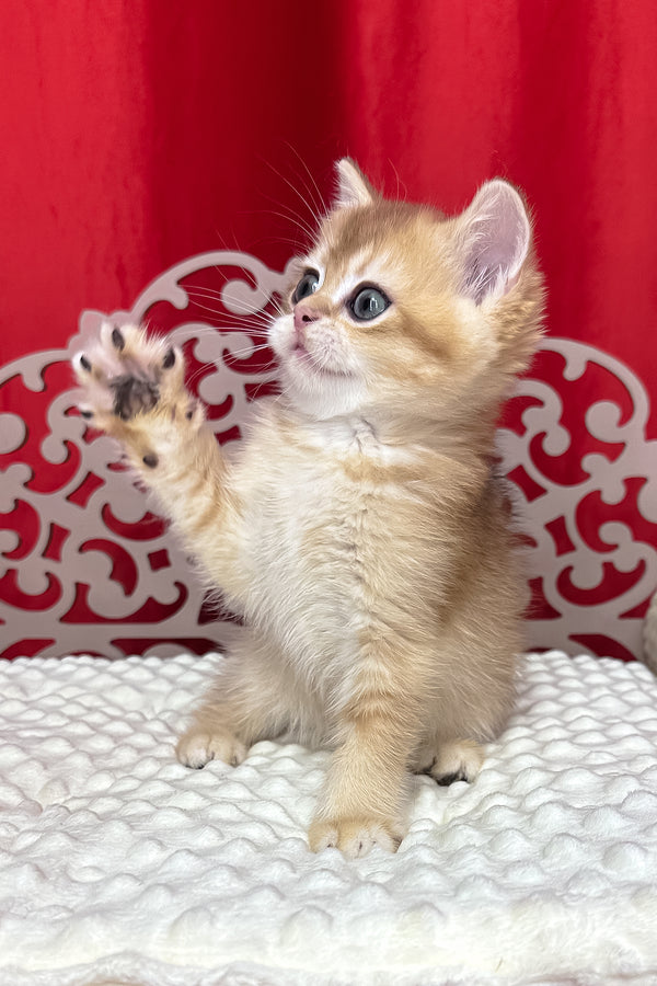 Cooper | Scottish Straight Kitten