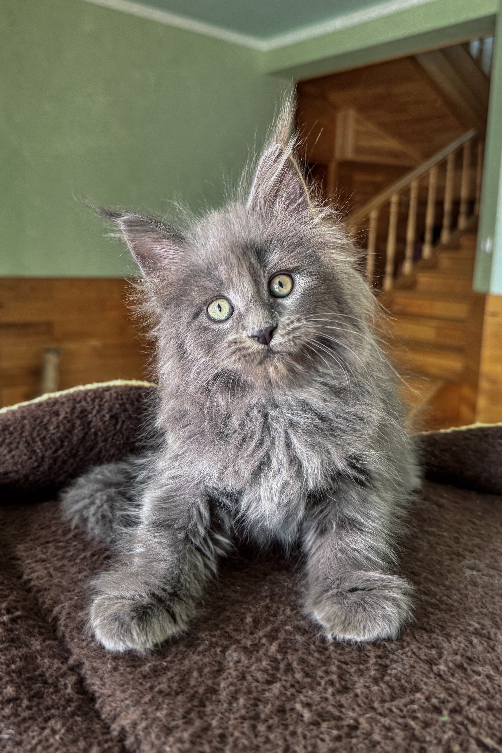 Meet Dakar The Sweet Maine Coon Kitten