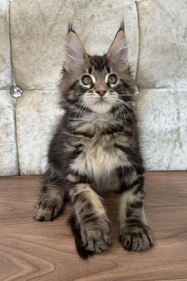 Eney | Maine Coon Kitten
