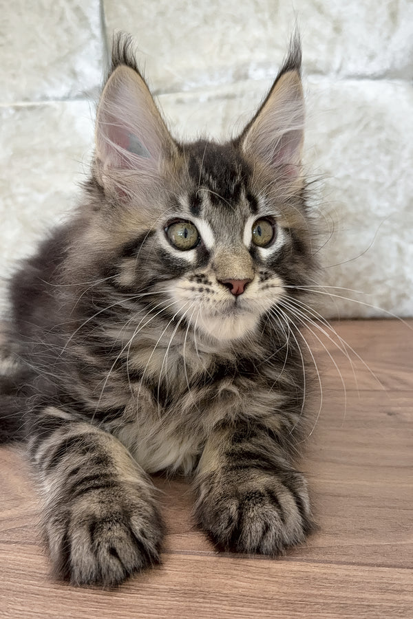 Eney | Maine Coon Kitten