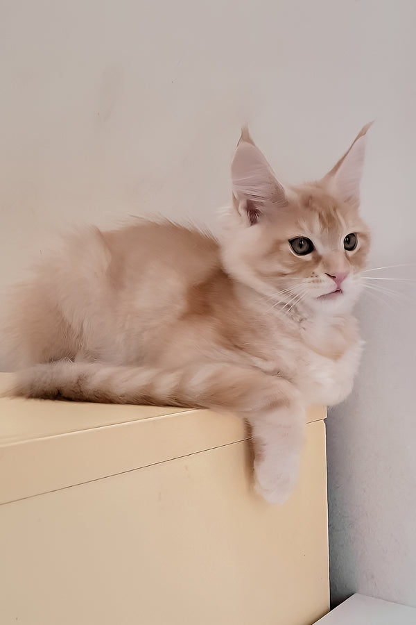 Grase-Frant | Maine Coon Kitten