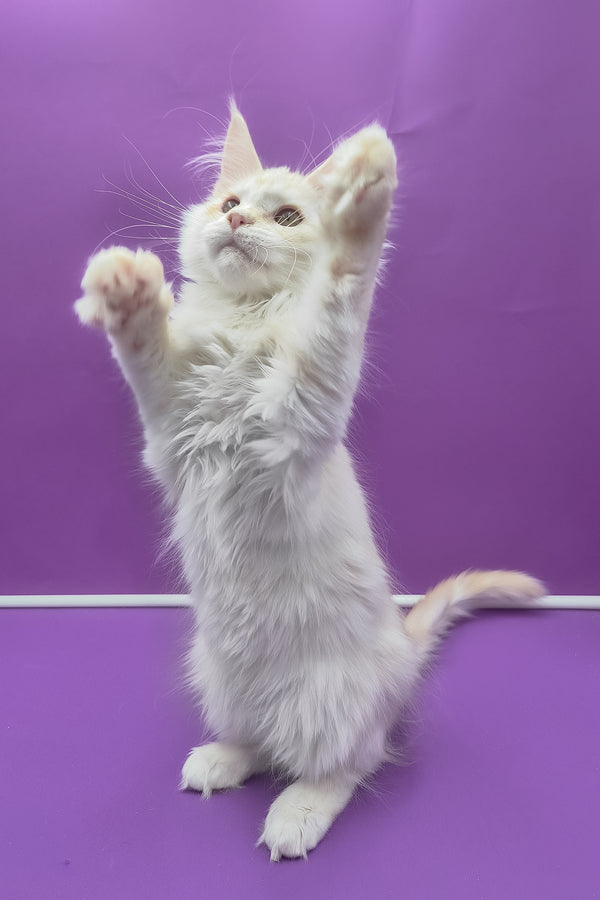 Jenny | Maine Coon Kitten