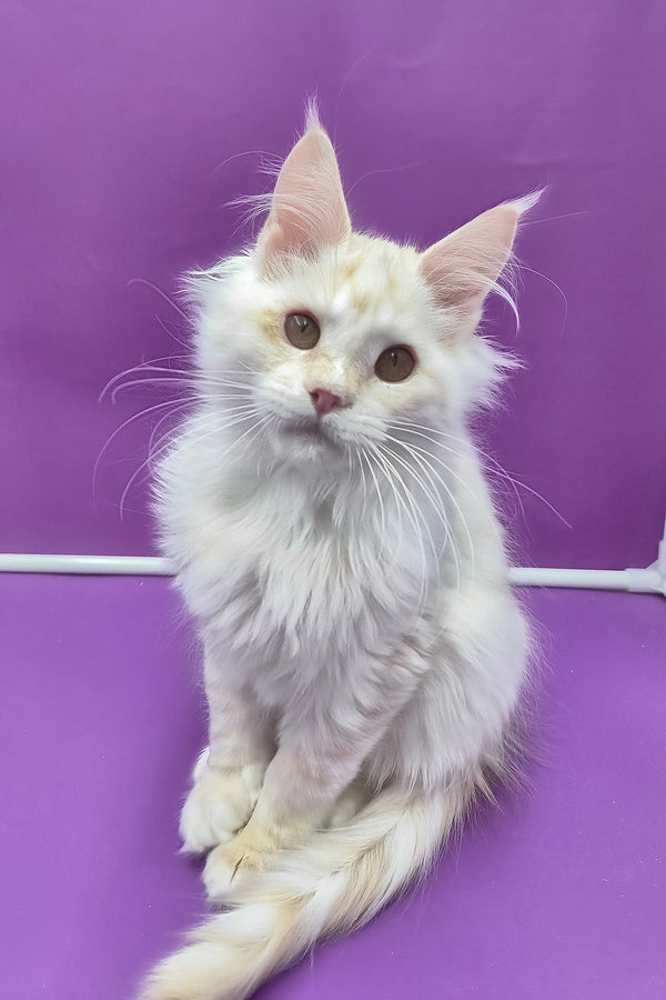 Jenny | Maine Coon Kitten