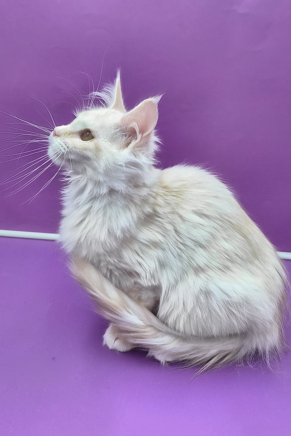 Jenny | Maine Coon Kitten